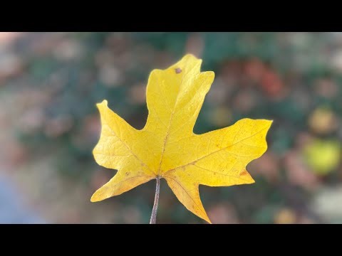 Redmond WA to Issaquah WA Scenic 4K Drive | Cities on the Eastside of Seattle Washington 