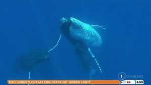 The incredible sound of a rare whale species has been discovered in the Cook Strait by NIWA scientists. Have a listen for yourself. | Breakfast