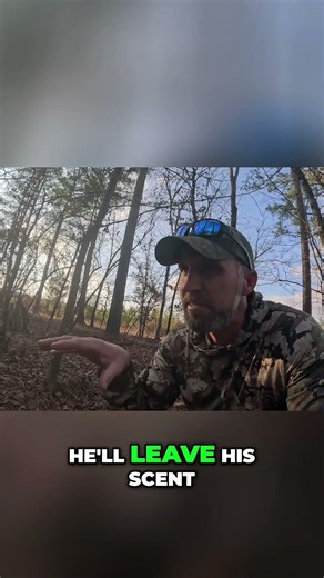 Deer Rubs - What They Mean for Hunters 🦌🌲