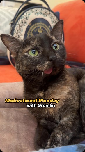 32K views · 3.8K reactions | Gremlin really brought the spirit this morning  ✨ ​ ​#catladytails #catswiththeirtonguesout #blepcat #talkingcats #motivationalmonday | Gremlin the Blep Cat - Cat Lady Tails | Facebook