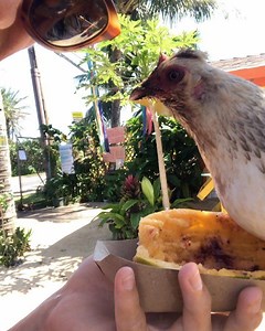 33 reactions | Breakfast date with some savage shack hens! #everyoneeats @sunriseshack 藍 #whatdayisit? | Koa Smith | Facebook