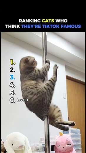 Ranking Best Funniest Cats Who Think They're TikTok Famous #usa