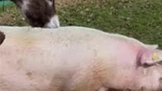 Donky and pig  animals but discover the amazing truth!