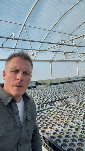 The caretakers at the Young Living Lavender Farm and Distillery in Mona, Utah, have kept a watchful eye on the lavender and melissa seeds growing in the farm’s greenhouses. Check out our latest All in the Details video to see how these seeds have sprouted into seedlings. Normally, after six months, we’d transplant these seedlings to the fields. These particular seedlings will be taking a trip to Young Living’s Global Headquarters in Lehi, Utah, for all to enjoy. See our Seed to Seal® quality com
