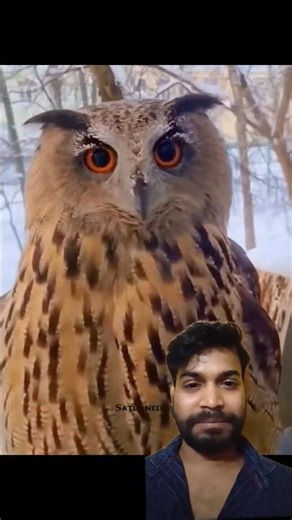 Owl Recoverer And Was Released #helping #respect #trending #viral #shortsviral #shorts