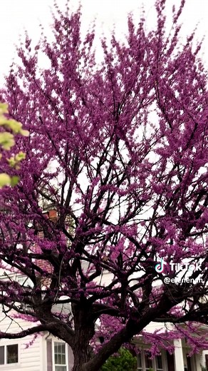 Exploring the Aroma of Georgian Culture and Dance