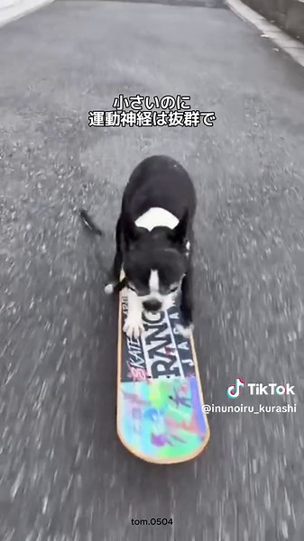 ボストンテリアの可愛さと飼い方のあるある