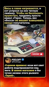 КОТ — ХОЗЯИН МАГАЗИНА