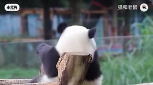 37K views · 4.2K reactions | This is a giant #panda scratching his back, so cute.   Giant Pandas Behavior — What Do They Do Every Day？ #pandas #Chengdu | Chengdu Plus | Facebook