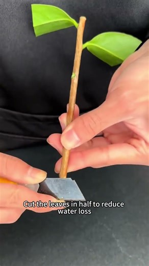 Camellia Cutting Propagation Tips #camelliapropagation #gardeningtips #plantcuttings