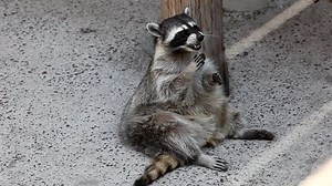 Raccoon Sit Shadow Feed Stock Footage Video (100% Royalty-free) 846071 | Shutterstock