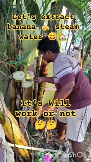 let's extract banana 🍌 steam water 😀🏡#organic #harvest #gardening