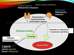 Principes de pharmacocinétique et de pharmacodynamie : relations effets-doses des médicaments