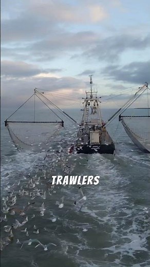 Trawlers:The WorkhorsesofCommercial Fishing #trawler#commercialfishing#fishingvessel#seafoodindustry
