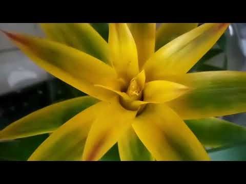 Guzmania#flores #blumen #fleurs