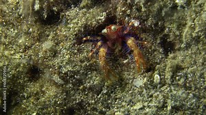Red Squat Lobster feeding at night on sandy underwater reef