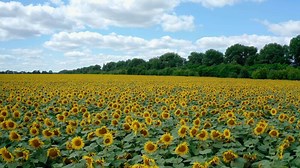 Sunflower blooming season. Summer landscape with sunflowers