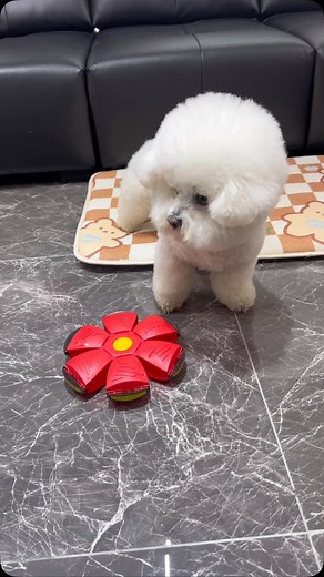 Paw love 🐾 on Instagram: "This bouncy interactive ball is a total boredom buster for dogs! 🏀🐶 It keeps them active, entertained, and even encourages more water intake—a fun way to stay healthy! 💪💦 ✔ Super bouncy & durable ✔ Great for solo or interactive play ✔ Boosts exercise & hydration Say goodbye to bored pups—let the fun begin! 🎾🐕💖 #DogToy #InteractivePetToy #BouncyBallForDogs #HappyActivePup #PetEssentials #FunAndHealthy #MustH