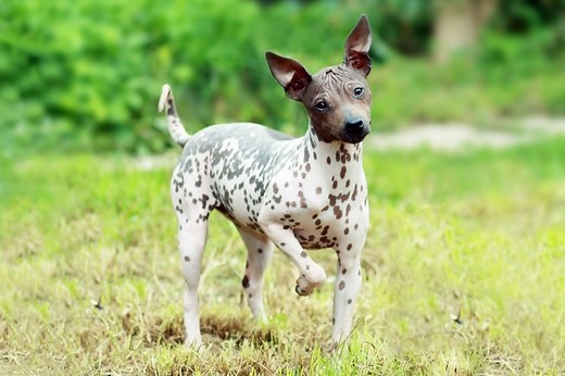9 Hairless Dog Breeds That Are Bald and Beautiful