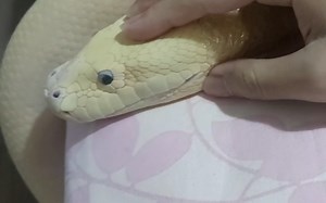 【Yuki】很完整的一次蜕皮放送～