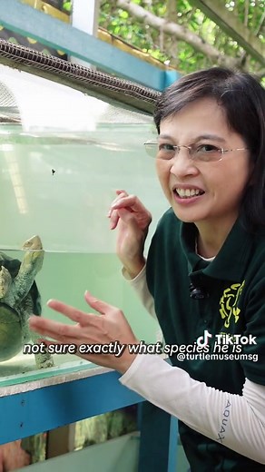 Discover the Fascinating World of Turtles and Tortoises at Our Museum