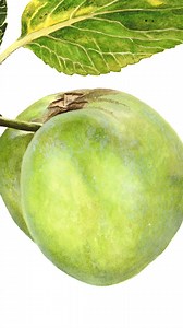 On this date, close to 2 decades ago, I photographed this apple 'James Grieve' as it was developing on the tree. From it, I made this painting: one in a series of watercolour paintings documenting its growth. The collection won an @rhs Gold Medal, which kicked off my career in botanical art. It felt rather like I was growing in parallel with the apples. . . . . . #botanicalart #botanicalillustration #botanicaldrawing #watercolor #watercolorpainting #watercolorart #watercolour #watercolorillustra