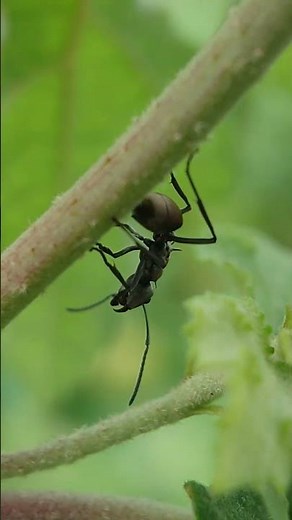 Unbelievable MACRO Footage of Insects YOU DON'T KNOW EXIST (4K Close-Up)