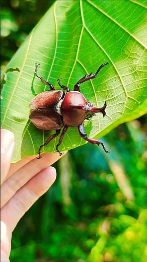 台湾の野生赤色カブトムシ 台灣的野生紅色獨角仙 #ムシキング #甲虫王者ムシキング #カブトムシ