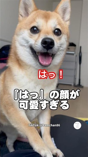 『はっ』を繰り返す豆柴が可愛すぎた #柴犬 #犬 #かわいい犬 #面白い #豆柴