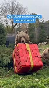 Les soigneurs du @zooamnevilleofficiel (Moselle) ont fait une belle surprise pour leurs ours bruns : un cadeau XXL ! C'est, selon le parc, un enrichissement qui permet de stimuler le comportement naturel des animaux. Plusieurs gourmandises se trouvaient à l'intérieur comme des biscottes ou encore des raisins. En tout cas, il semblerait que Nela et Sano ont adoré ce geste. | Lorraine Actu