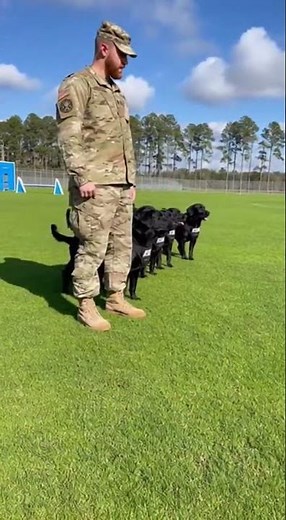 Elite Canine Training: Witness the Precision of Police Dog Drills