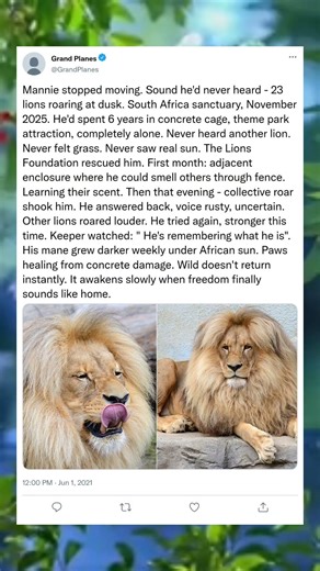 His First Roar From His Own Kind#LionKing