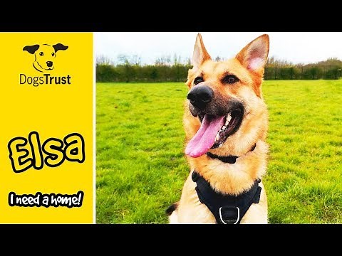 Elsa the German Shepherd is a Super Sweet Girl Looking for a Home! | Dogs Trust Loughborough