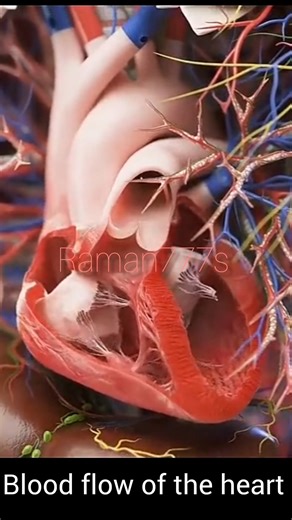 3d animated blood flow of the heart #anatomy #meded #3dmodel