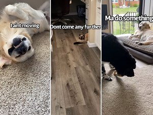 Heckin Monday shenanigans. Da weather is doin me a bamboozle, Daisy is being crazy, mom has da toots and Buddy is being a heckin flea bag. | Charlie The Golden