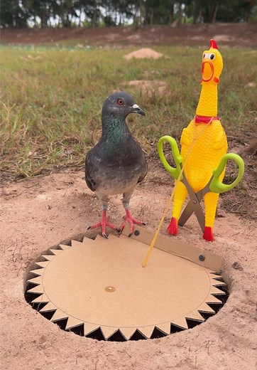Crafting a Beautiful DIY Bird Trap for Outdoor Adventures