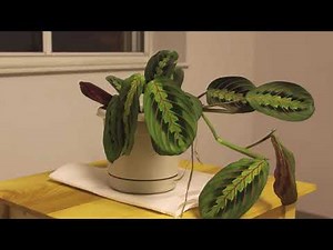 Theological Reflection Introduction