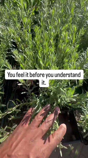 Why I Grow Lavender in My Garden