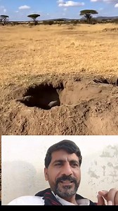 1.6M views · 15K reactions | Janwer pukrny ka treka sekhin #enmillionstemmer #enimiestolovers #trendingreel #facebookreelsviral #reelsfacebook #shortsreels | بے درد کلوٹا | Facebook