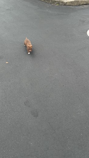 Red Nose Pitbull Puppy's First Walk Outside