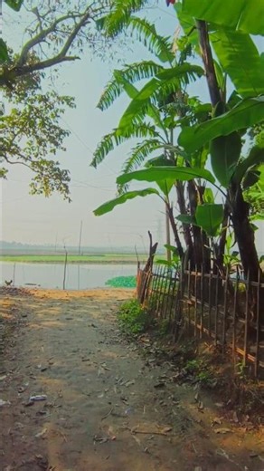 🌴 গ্রামের প্রকৃতি #foryou #trending #shorts