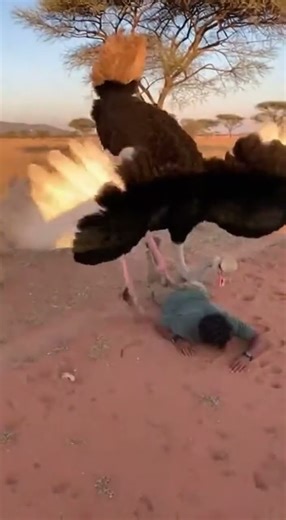 🐦 OSTRICH ATTACK! High Speed Chase! / 【珍事】ダチョウが猛スピードで車を追撃！