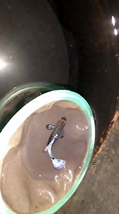 Dumbo purple dragon | Guppy Dragon