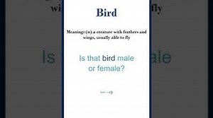 Bird meaning Bird in a Sentence Most common words in English shorts