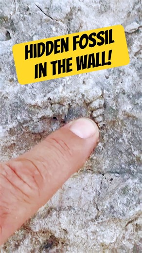 I Almost Missed This Hidden Fossil in the Creek Wall #rockhounding #fossil #shorts #paleontology