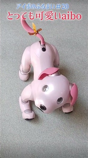 とっても可愛いaibo／aiboのふるまい aiboがあざとく踊ります #aibo #アイボ #shorts