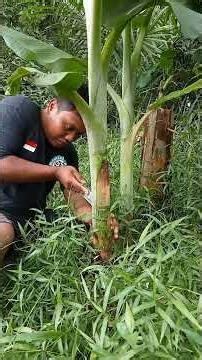 How to make a banana tree branch out #how-to #diy #fyp #shorts