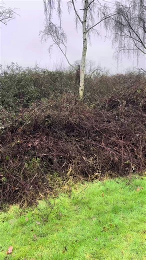 Bramble Clearance with Winton Flail Deck