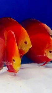 Blazing like a tropical sunset, this brilliant red melon discus glows with fiery crimson and golden yellow. Its face shines like a sunburst, while the body fades to cherry red with hints of orange flame. #Discus #AquariumBeauty Check them out at: https://goldenstatediscus.com/ | Golden State Discus