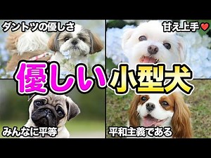 【小型犬編】トレーナーが初心者にオススメする優しい犬4選！
